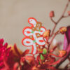 ｜桃陽春滿｜M盆花：圖片 6